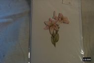 pink lillies